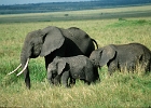 Africa (4)  Elephants, Kenya